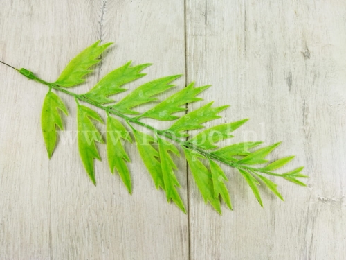 paprotka pierzasta 1szt blada zieleń (KWZ1955)