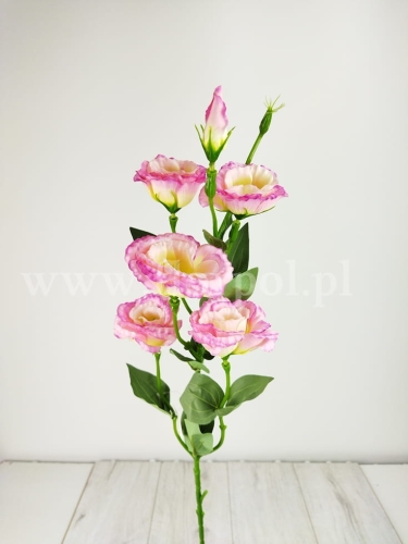 Eustoma pojedyncza łodyga 5+1 1szt j.róż/ecru/pistacja (T137-23-0618)