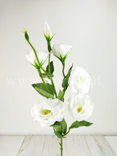 Eustoma pojedyncza łodyga  5+1 1szt biały (T137-23-0618)