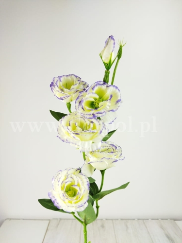 Eustoma pojedyncza łodyga  5+1 1szt j.wanilia/obrzeże fiolet (T137-23-0618)
