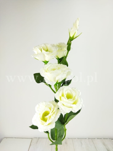 Eustoma pojedyncza łodyga  5+1 1szt ecru (T137-23-0618)