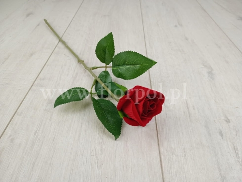 Róża wazonowa czerwony (ERA1016)