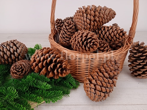 szyszka Martima średnia / worek 100szt naturalny 