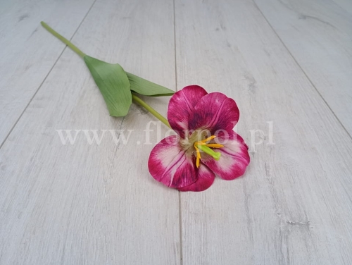 tulipan satynowy rozwinięty 1szt amarant (K1-3)