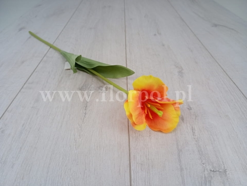 tulipan satynowy rozwinięty 1szt oranż/żółty (K1-3)