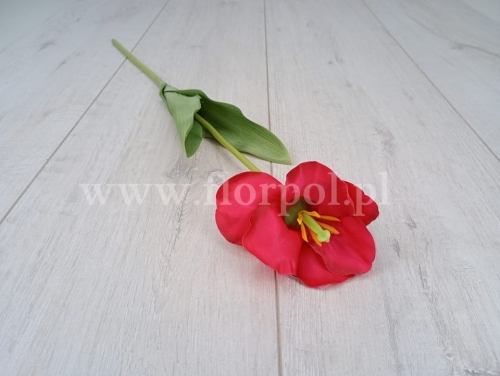 tulipan satynowy rozwinięty 1szt j.czerwień (K1-3)