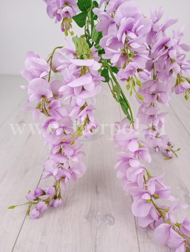 wisteria 4781.jpg