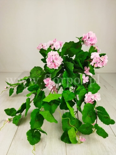 bukiet - pelargonia zwisająca 12szt mix  (SUN681)