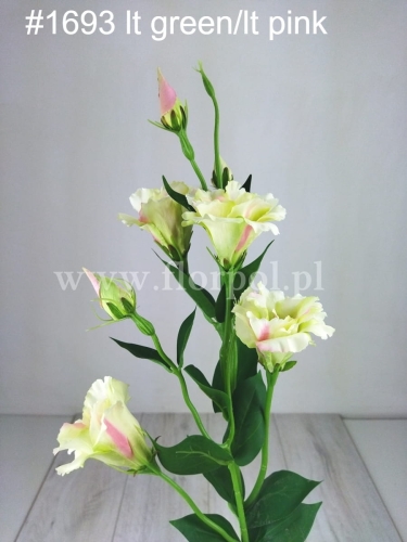 Eustoma atłasowa 7kwiatów/ wysoka/cieniowana 1szt #1693 lt green/lt pink (SUN345)