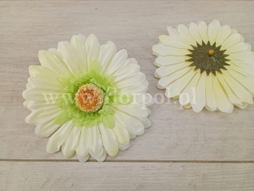 gerbera wyrobowa 12szt wanilia/j.zieleń (KDGB19B)