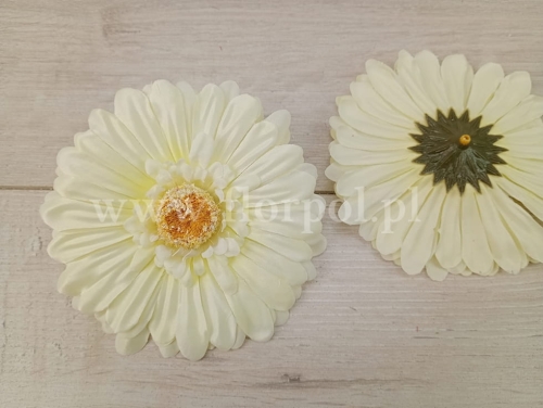 gerbera wyrobowa 12szt wanilia (KDGB19B)