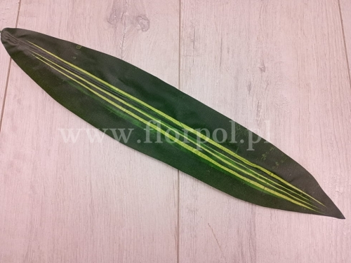 kordylina liść 12szt c.zieleń/jasniozielone pasy (F68-03)