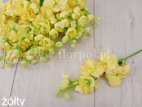 Ostróżka ogrodowa niska 12szt żółty (SUN476)