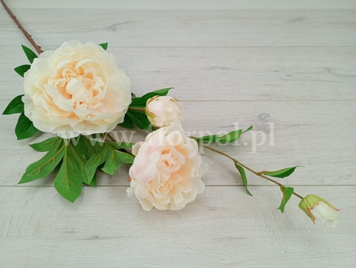 Peonia wysoka 1szt śmietanka/c.krem u nasady (SUN117)