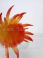piankowy kwiat 7075.jpg