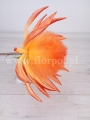 piankowy kwiat 7067.jpg