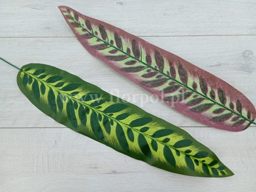 kalatea wysoki liść  12szt ciemna zieleń/jasna zieleń(CF1-0036)