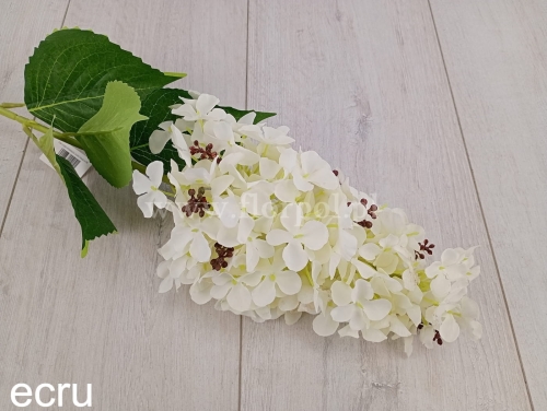 Hortensja ogrodowa 1szt ecru (CHQ06)