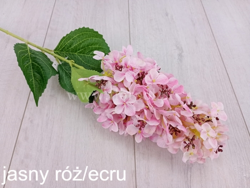 Hortensja ogrodowa 1szt jasny róż/ecru (CHQ06)