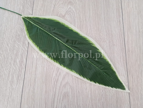 liść wrzeciono 12szt c.zielony/brzeg ecru (CF1-009)