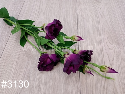Eustoma atłasowa 7kwiatów -wysoka 1szt  #3130 eggplant (SUN345)