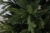 fresh_green_ 1.jpg