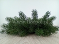 jodła szlachetna 16.jpg