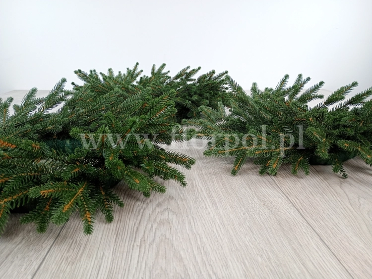 świerk natura 9.jpg