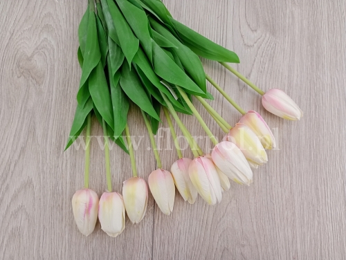 tulipan w pęczku 12szt cream/edge pink (ART259)