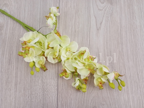 Mini orchidea z odnóżką 1szt pistacjowy (SUN230  Mix 2)