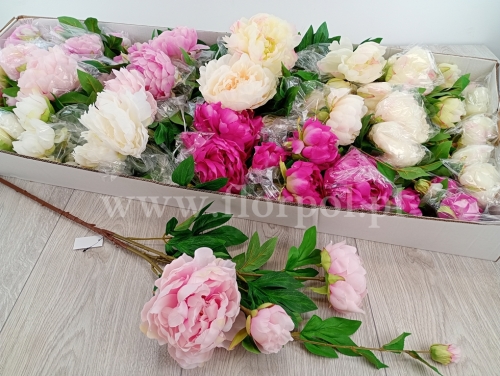 Peonia wysoka - karton 24szt #13 mix (SUN117)  25022026a