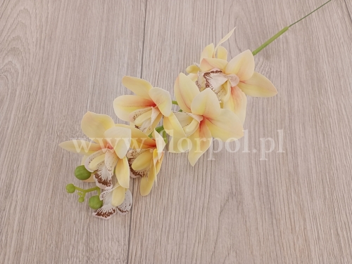 cymbidium krótkie 6szt #2 wanilia (FJ065)