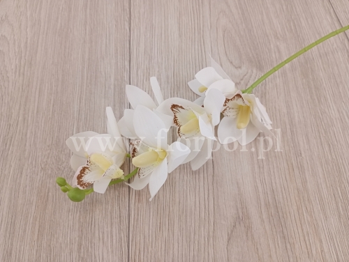 cymbidium krótkie 6szt biały (FJ065)