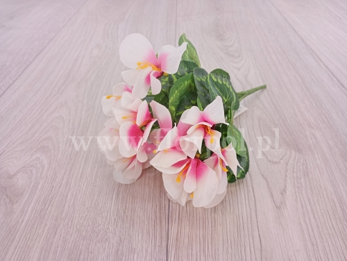 fiołek alpejski - bukiecik 1szt ecru/róż (T125-24-2431)