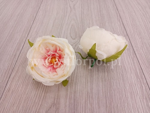 peonia cieniowana wyrobowa 12szt ecru/różowy środek (MD1585)