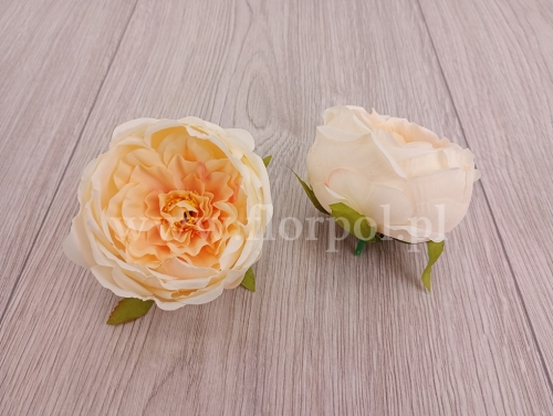 peonia cieniowana wyrobowa 12szt krem (MD1585)