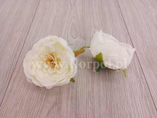 peonia cieniowana wyrobowa 12szt ecru (MD1585)