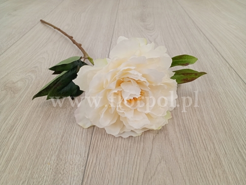 peonia pojedyncza 1szt śmietanka (FA0816) 25022026a