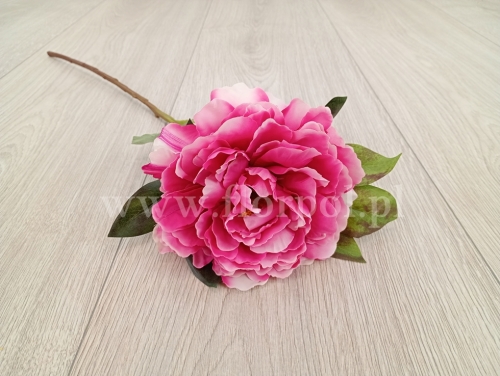 peonia pojedyncza 1szt różowy (FA0816) 25022026a
