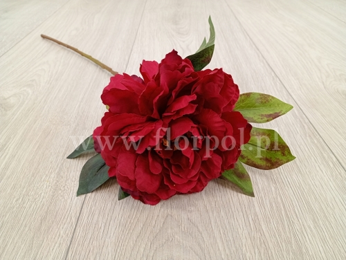 peonia pojedyncza 1szt czerwień (FA0816) 25022026a