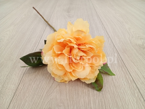 peonia pojedyncza 1szt żółtko (FA0816) 25022026a