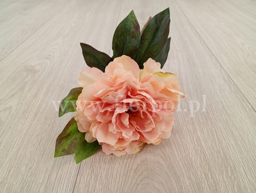 peonia pojedyncza 1szt morela (FA0816) 25022026a