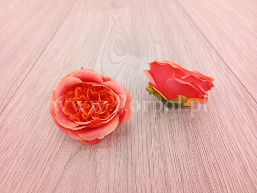 róża wyrobowa angielska 12szt mandarynka (T137-23-0614)