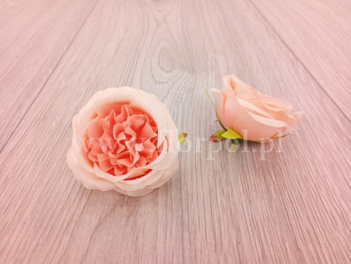 róża wyrobowa angielska 12szt morela (T137-23-0614)