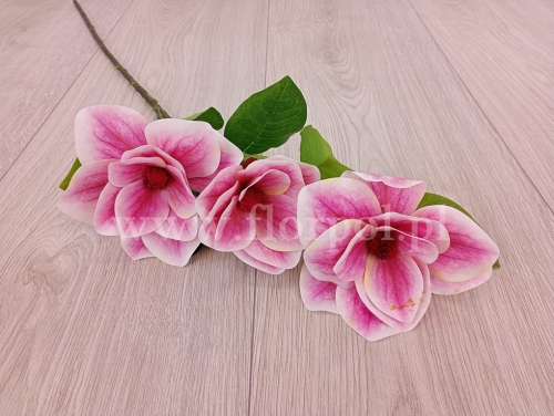 magnolia wazonowa "trójka" 1szt róż/brzegi ecru/krem (FA0801)   c1032026c
