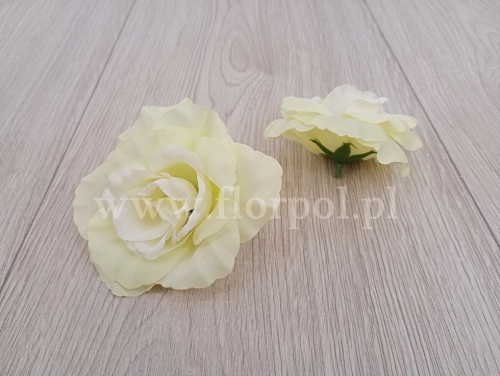róża otwarta 12szt  pistacja