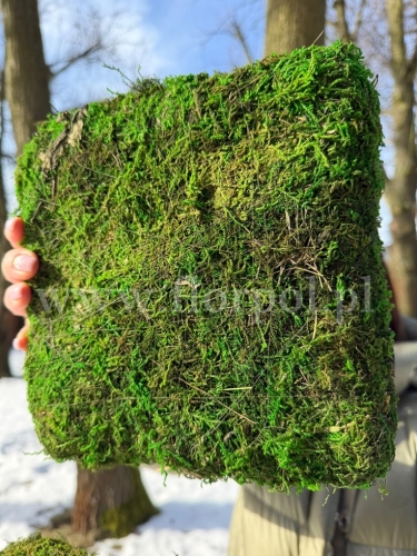 sztuczny mech - prostokąt 40cm 1szt  zielony (CD-628) 