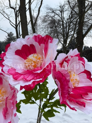 mak gigant h 130cm 1szt biel/róż  (RD241)