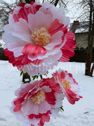 mak gigant h 170cm 1szt biel/czerwień  (RD237)