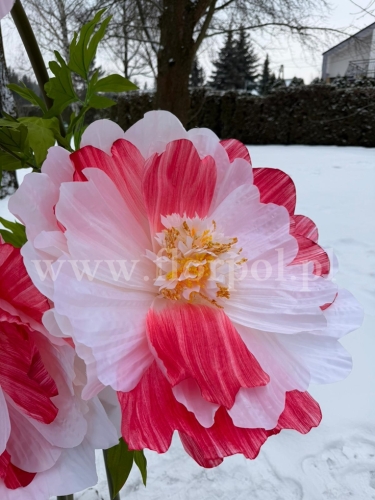 mak gigant h 130cm 1szt biel/czerwień (RD243)